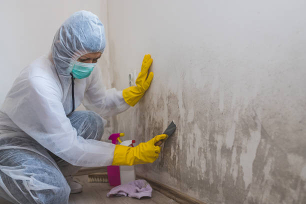 Home Mold Removal in Potomac Park, CA