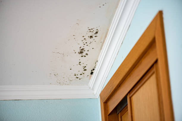 Best Best Mold Removal Companies  in Potomac Park, CA
