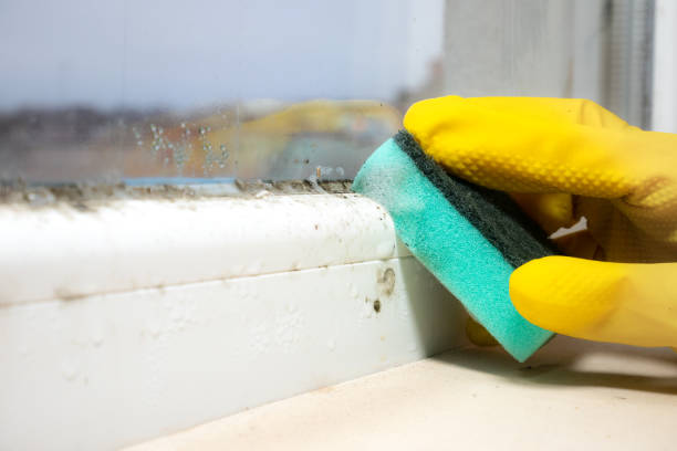 Best Mold Testing  in Potomac Park, CA