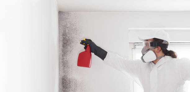 Best Mold Damage Repair  in Potomac Park, CA