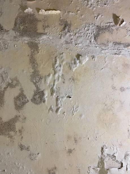 Best Local Mold Removal Service  in Potomac Park, CA