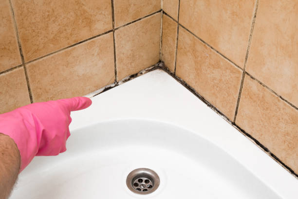 Best Certified Mold Removal  in Potomac Park, CA
